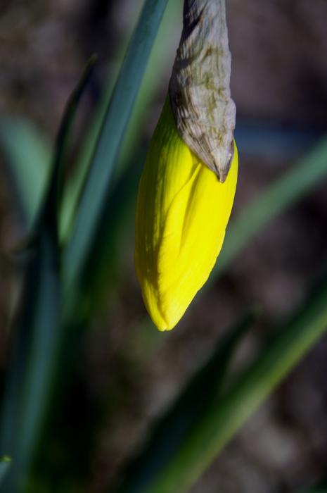 Daffodil Bud Spring