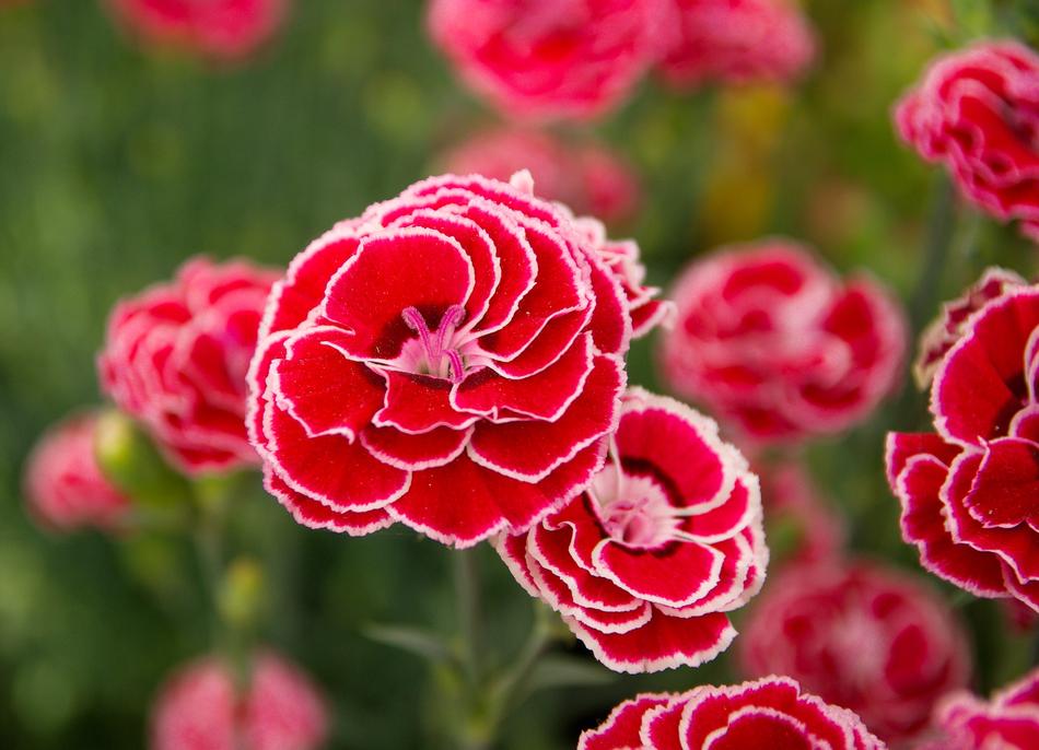 Eyelets Flowers at Spring