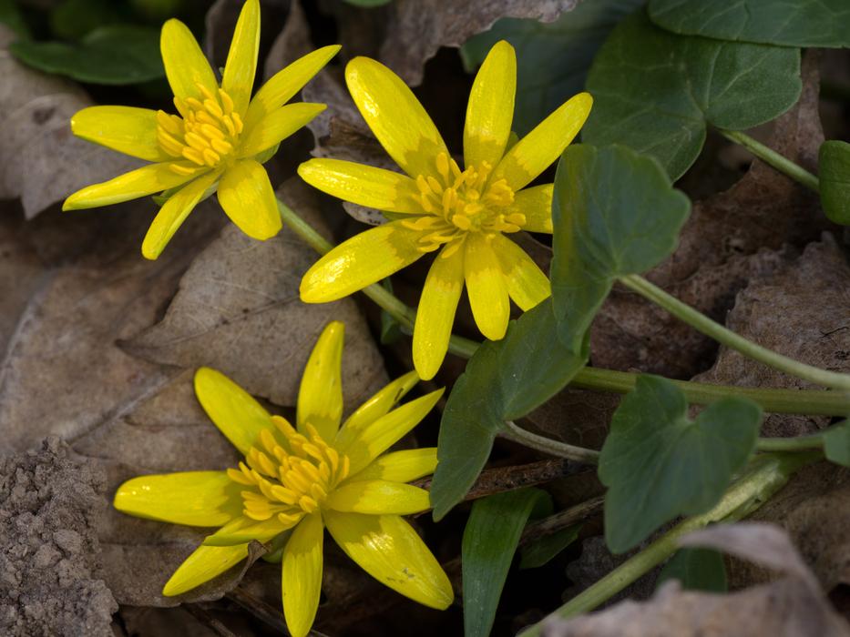 Spring Anemone Yellow Close Up