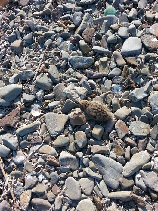 Tiny Seagull Decorative