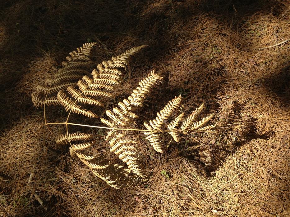 The Leaves Fern