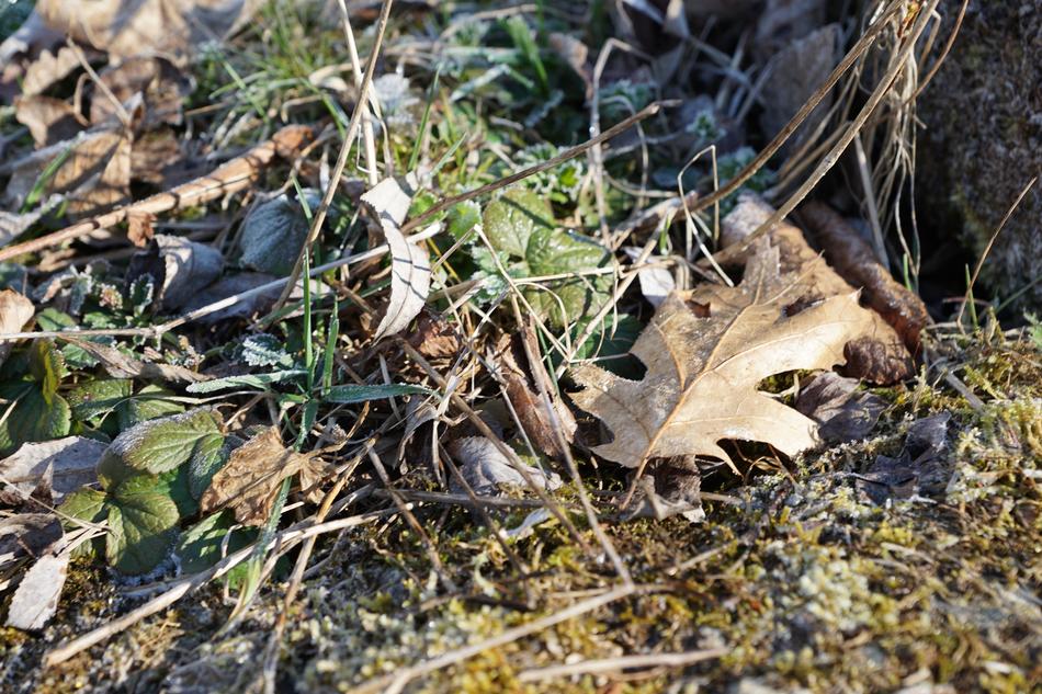 dry herb forest