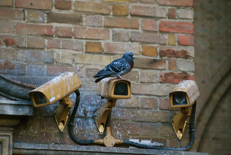 Camera Spy Pigeon