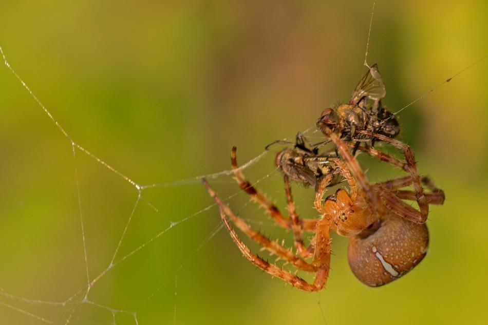 Araneus Spider With Prey