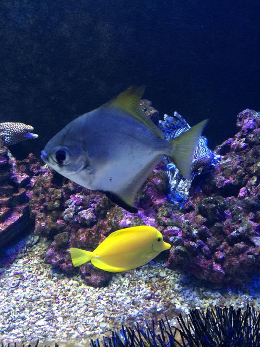 In The Water Fish Marine