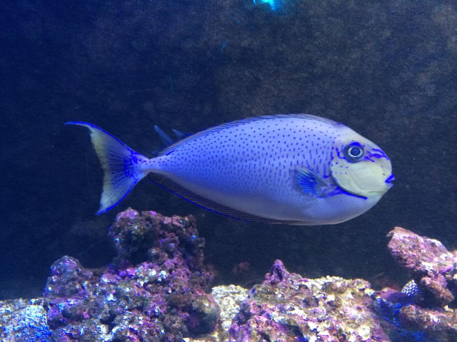 In The Water Fish Marine
