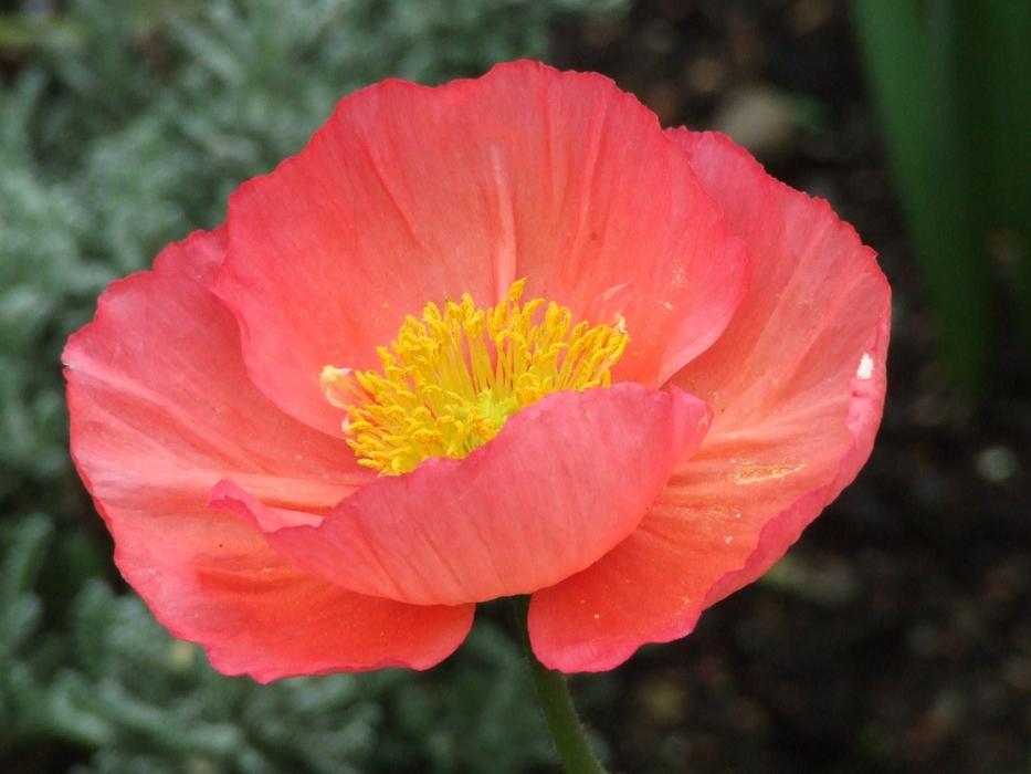icelandic poppy, close-up
