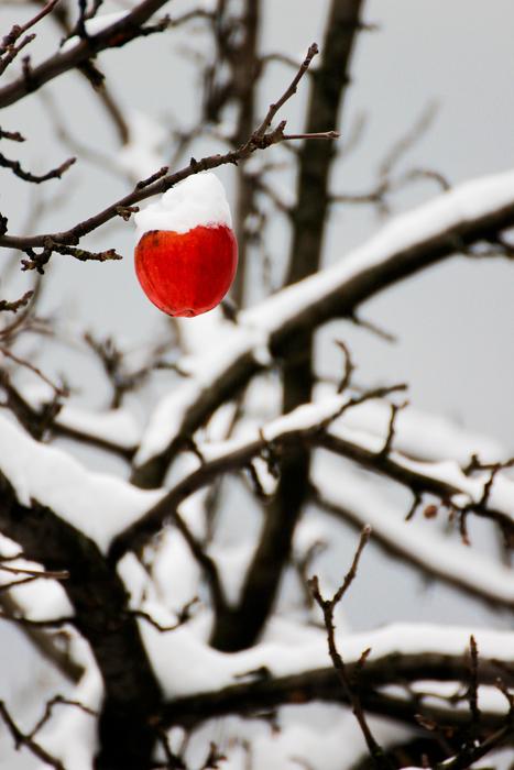 Apple Winter