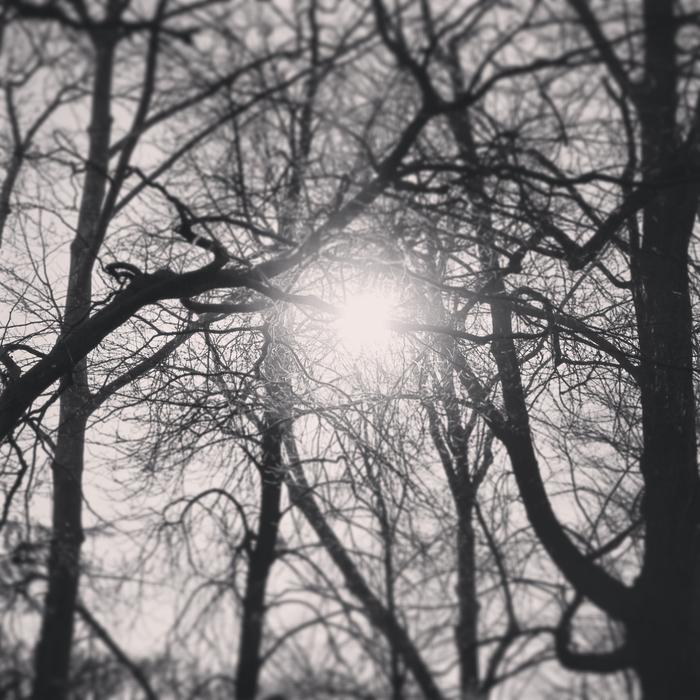 Tree Sky Sun