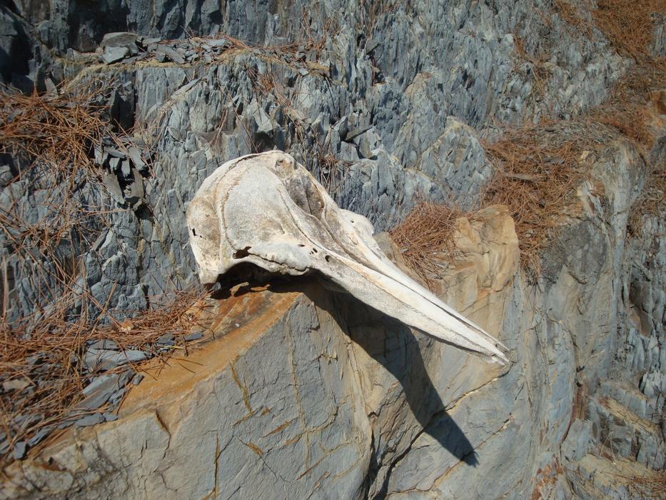 skull of a bird lying on the rocks