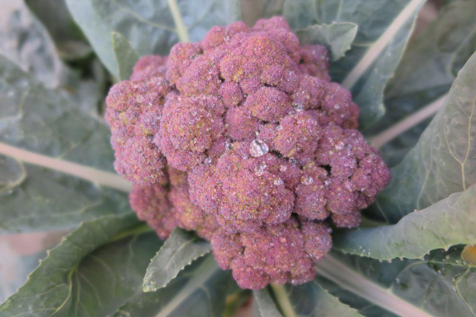 Purple Broccoli Small