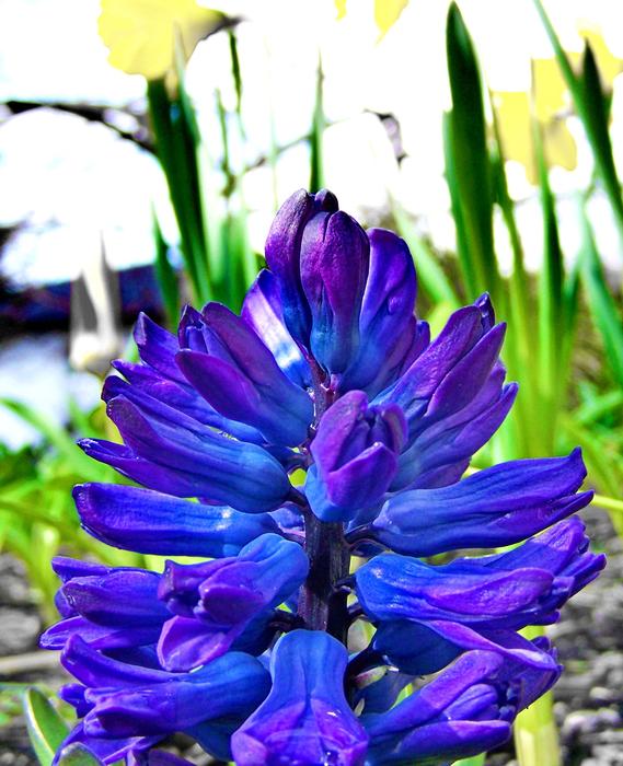 Exotic flowers in purple