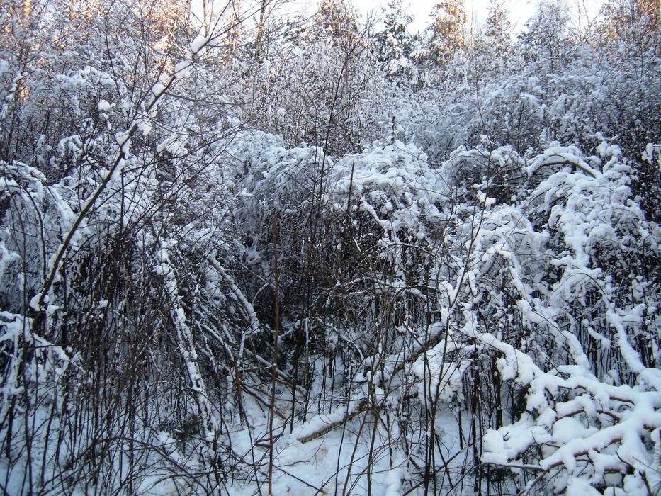 Frozen snow forests