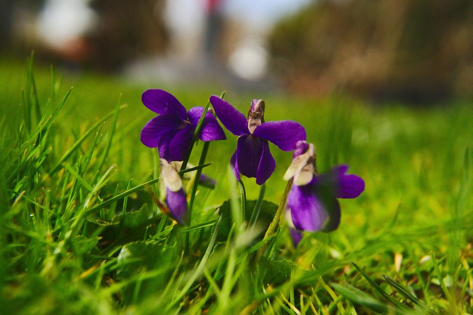 Viola Silvestris Violets