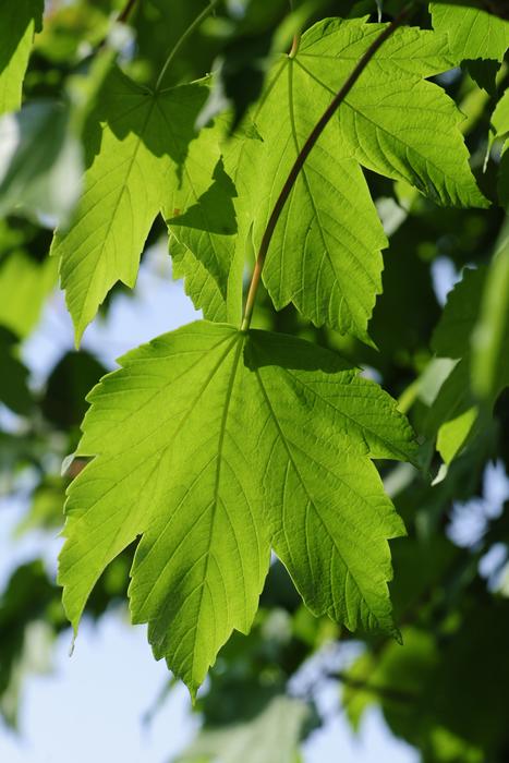 Maple Leaves Green
