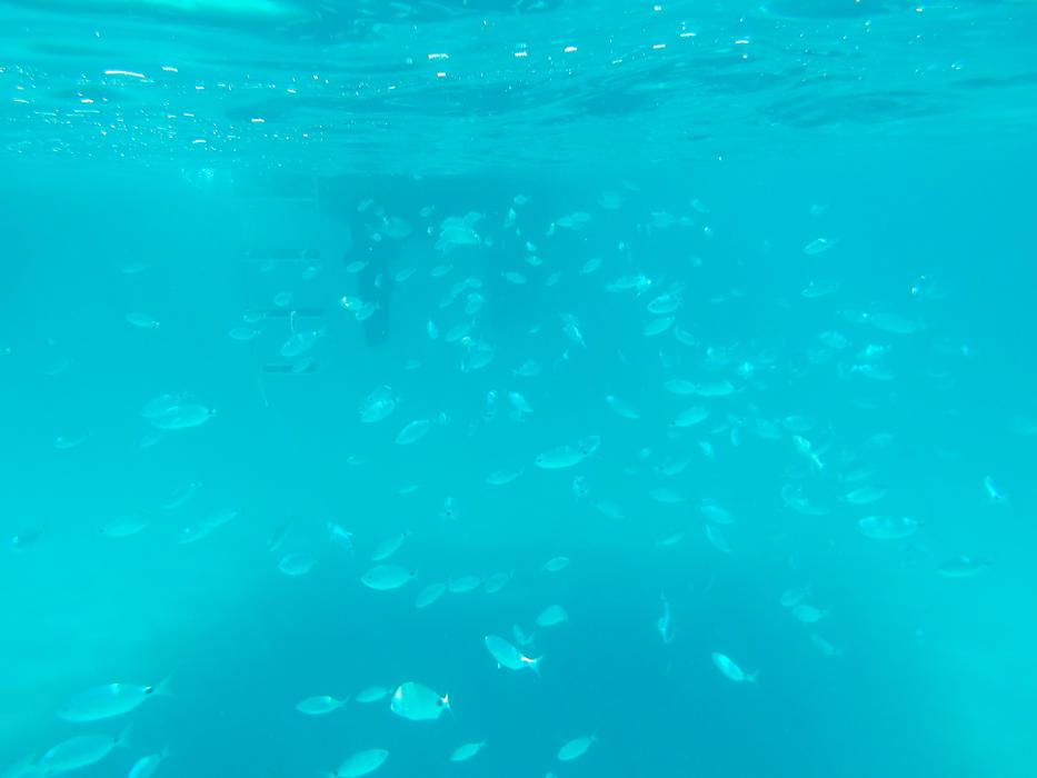 Fish swimming in the blue sea