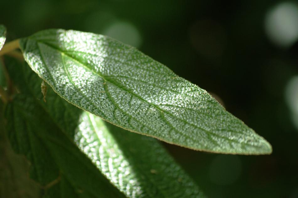 Macro shot of a leaf illuminated by a ray of sunlight