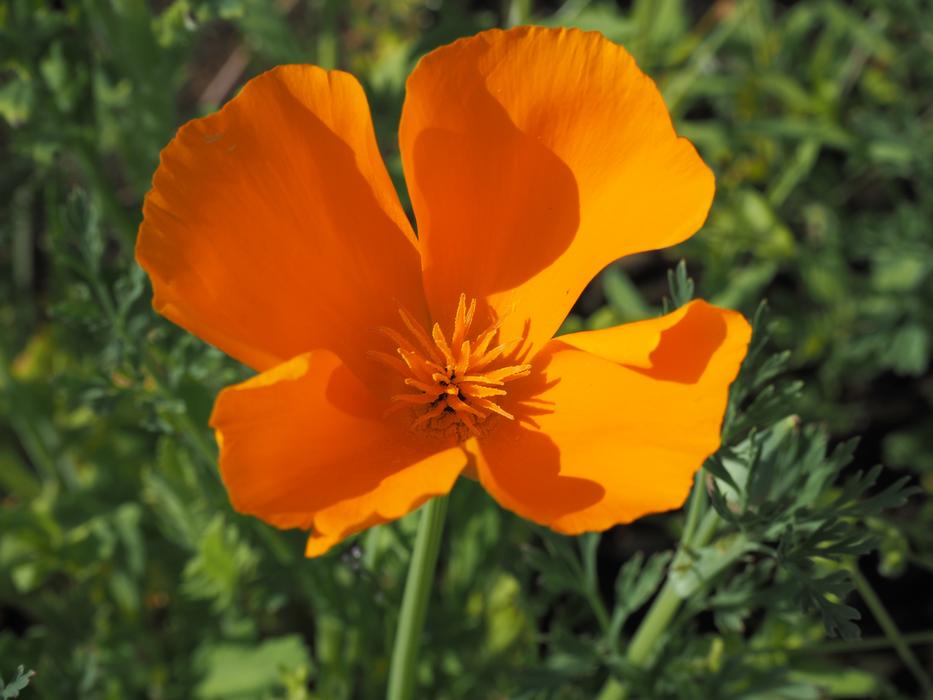 California Poppy Orange