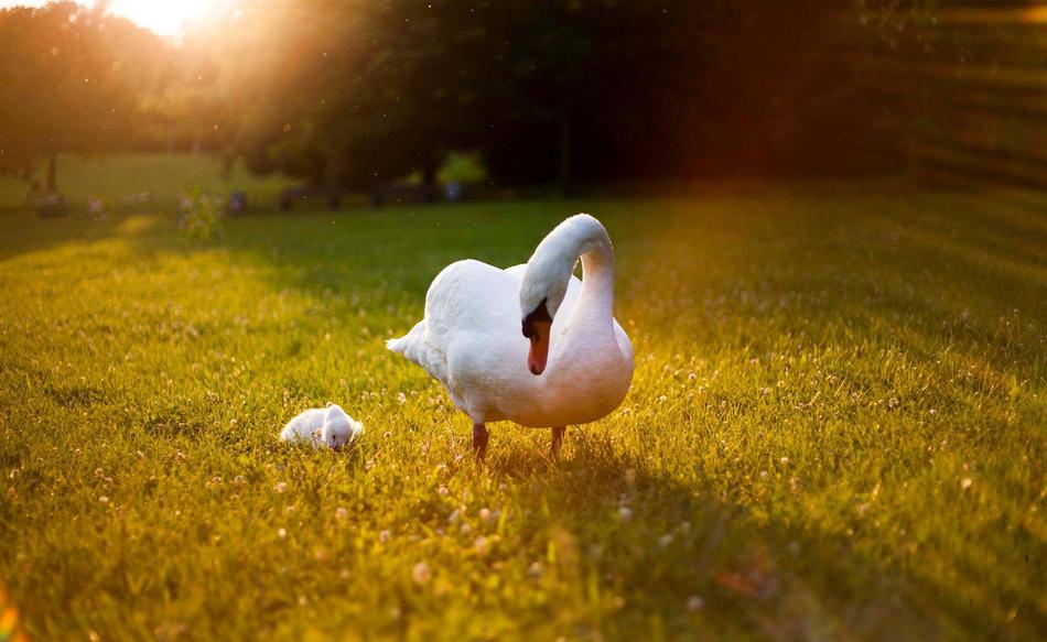 Heat Wave Swan