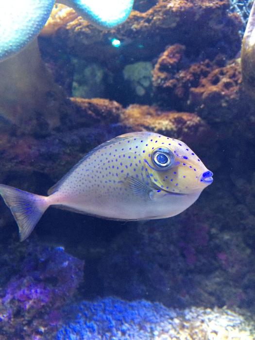 In The Water Fish Marine