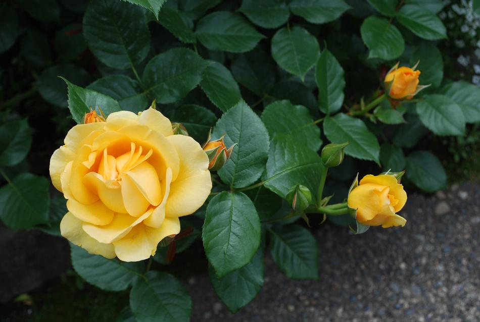 Rose Yellow Flower