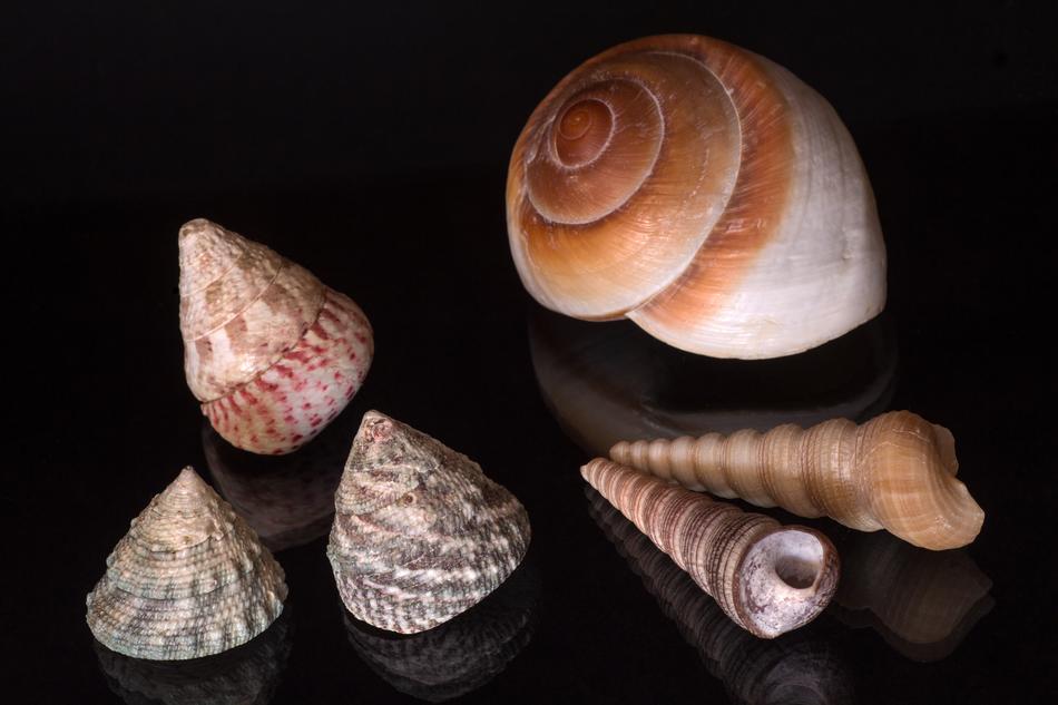 Still Life Mussels