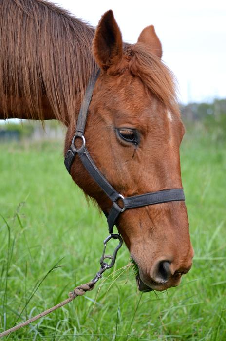 face of a brown farm horse