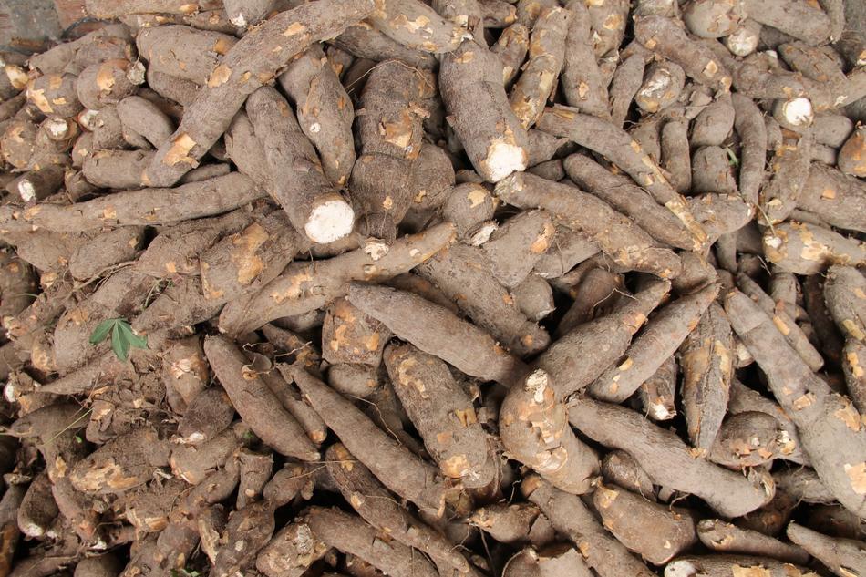Manioc Flour Sergipe
