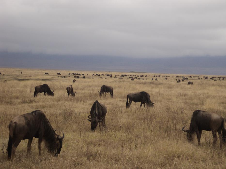 Buffalo Gnu Safari