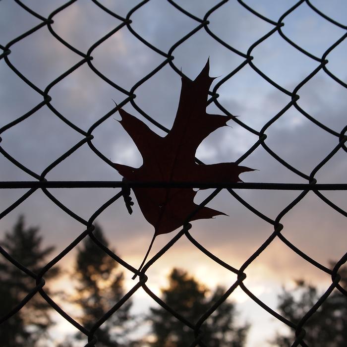 leaf stuck in an iron fence