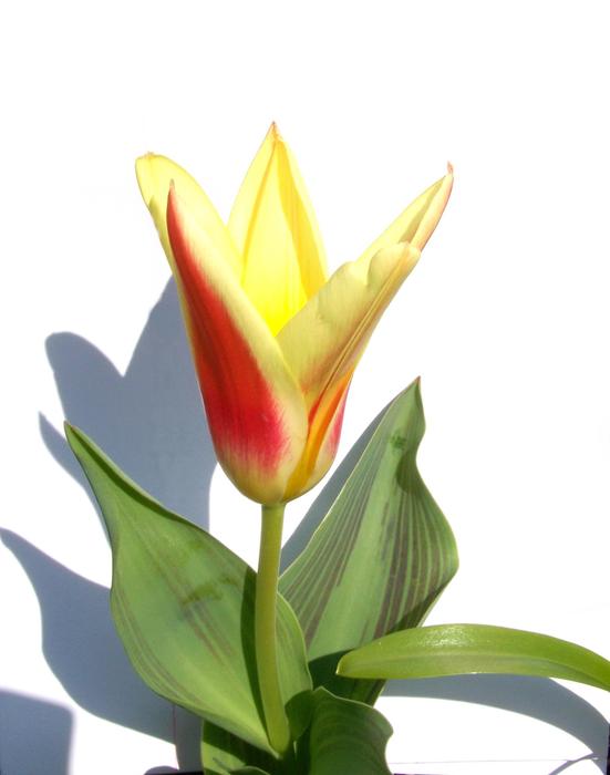 Tulip Spring Flower Two