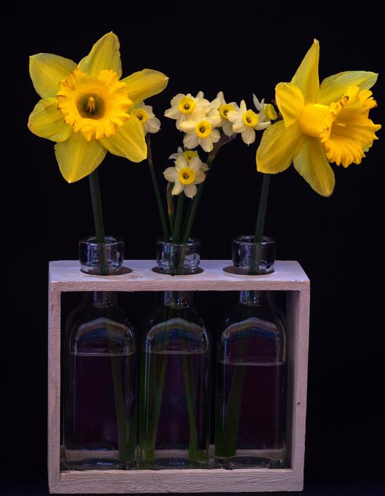 Still Life Osterglocken Yellow
