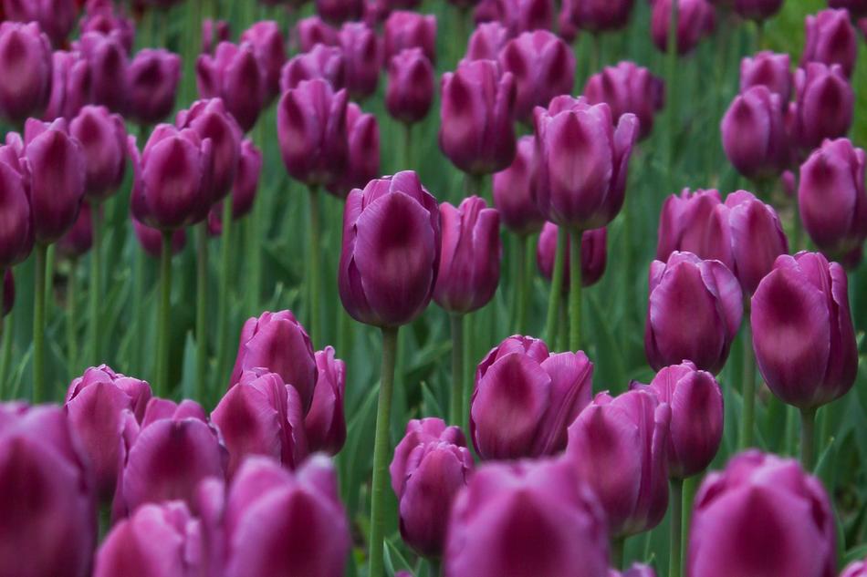 Tulips Grass Flowers