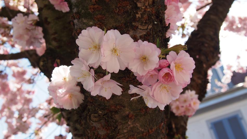 Cherry Blossoms Pink