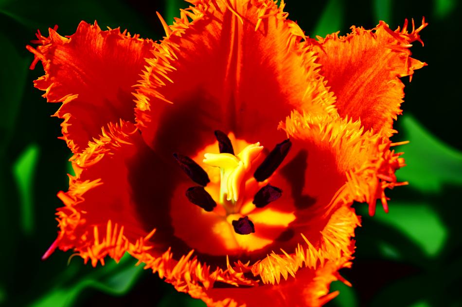 Tulip Red