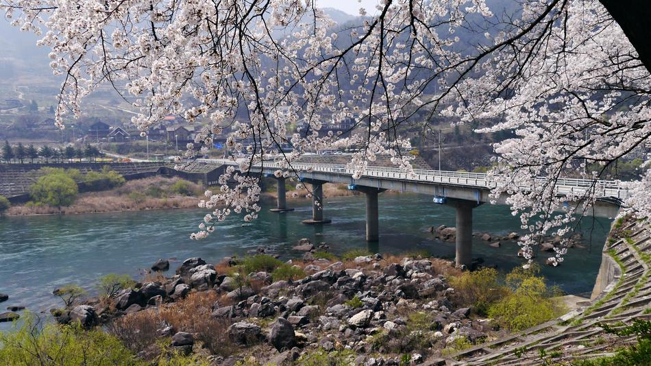 Cherry Blossom Chungju Lake In The