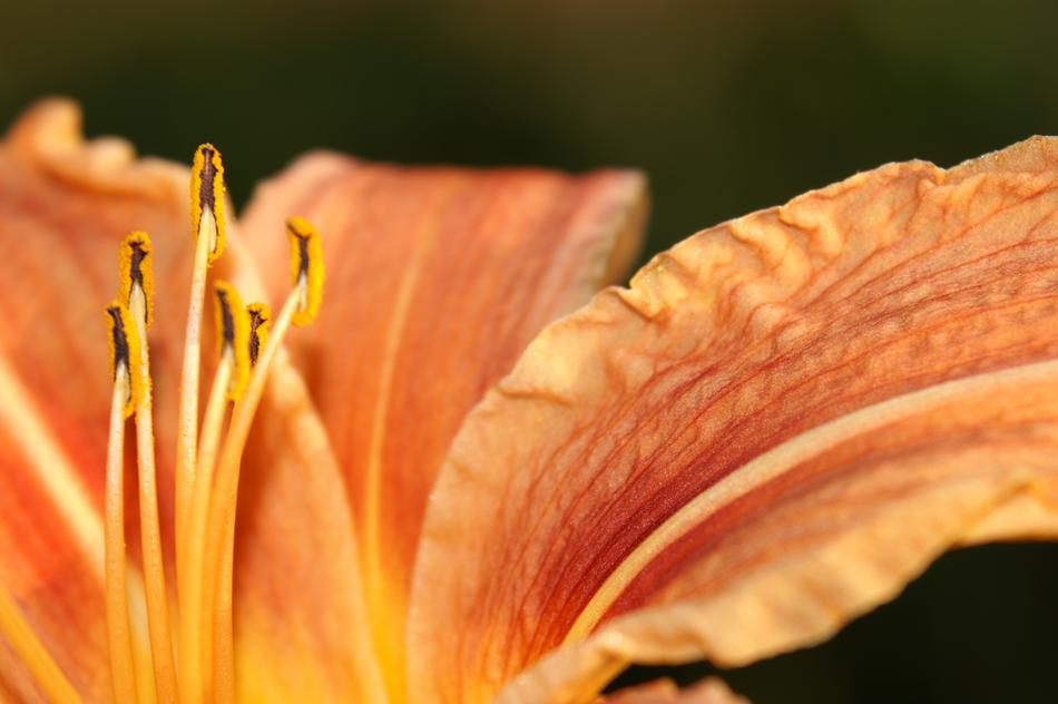 Flower Macro A Can Heal