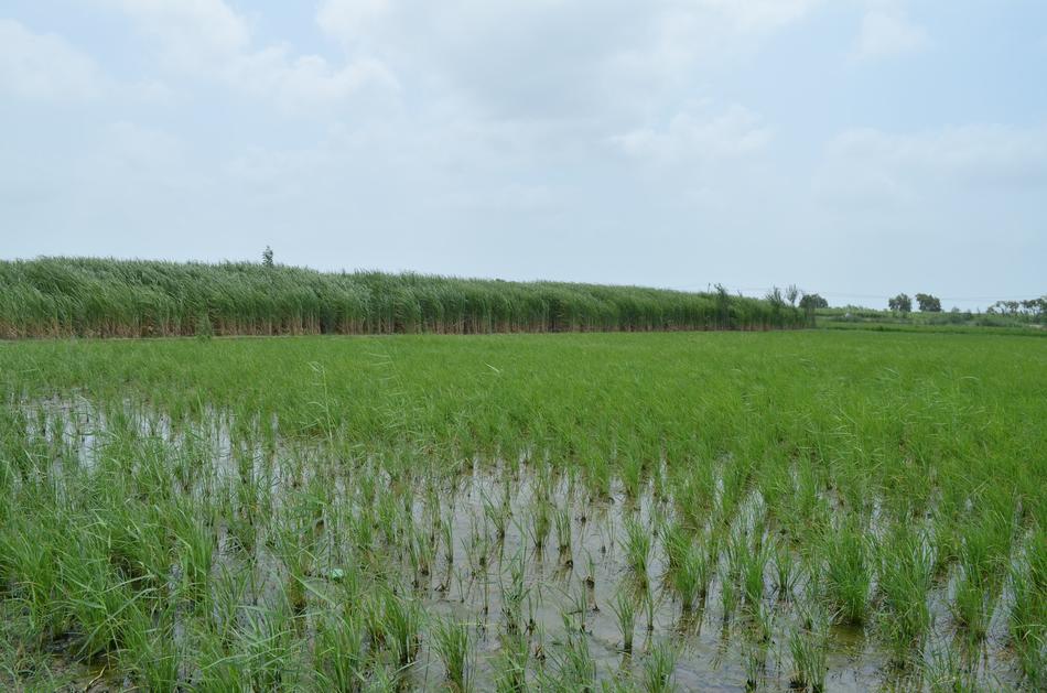 green Rice Field Crop