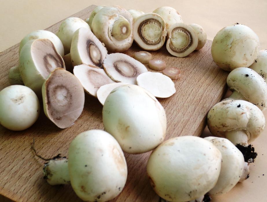 Mushrooms Button Chopped