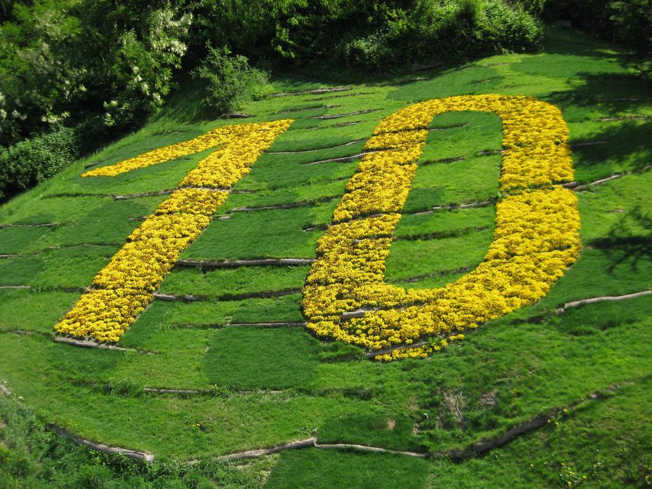 Ten 10 Flowers