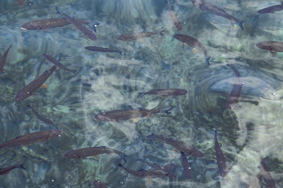 Water Fish Clean
