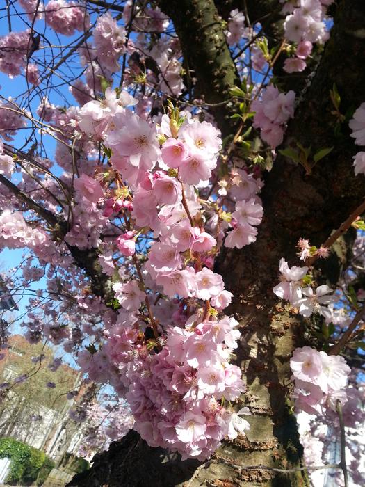 Pink flowers blooming on a tree