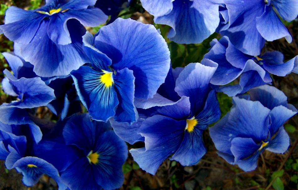 Pansy Blue Spring