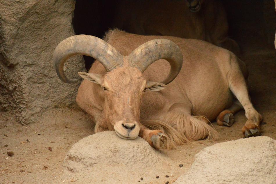 Ibex Goat Zoo