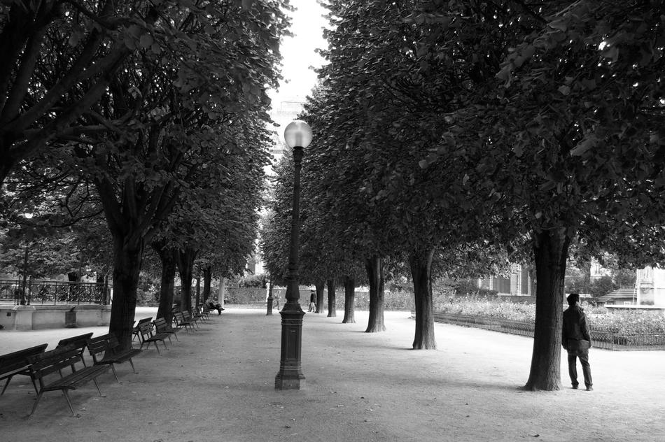 man stands under a tree in a park