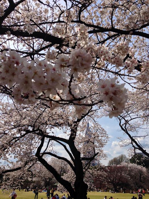 Sakura Tokyo Spring