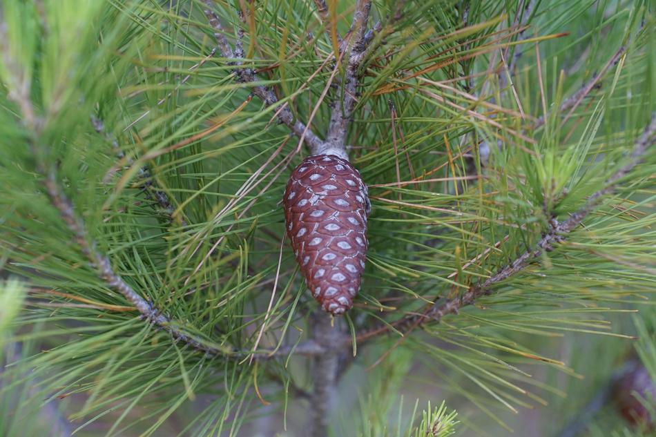 Pine Tree Tap