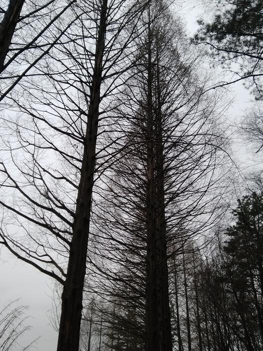 Autumn Wood Winter