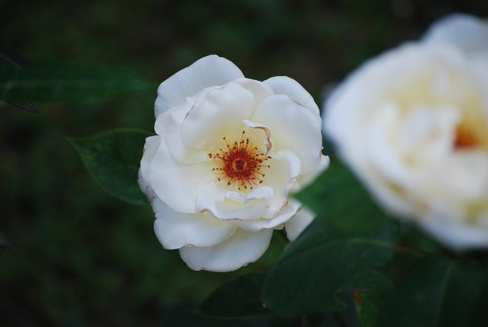 Rosa Bianca Flowers on a blurred background