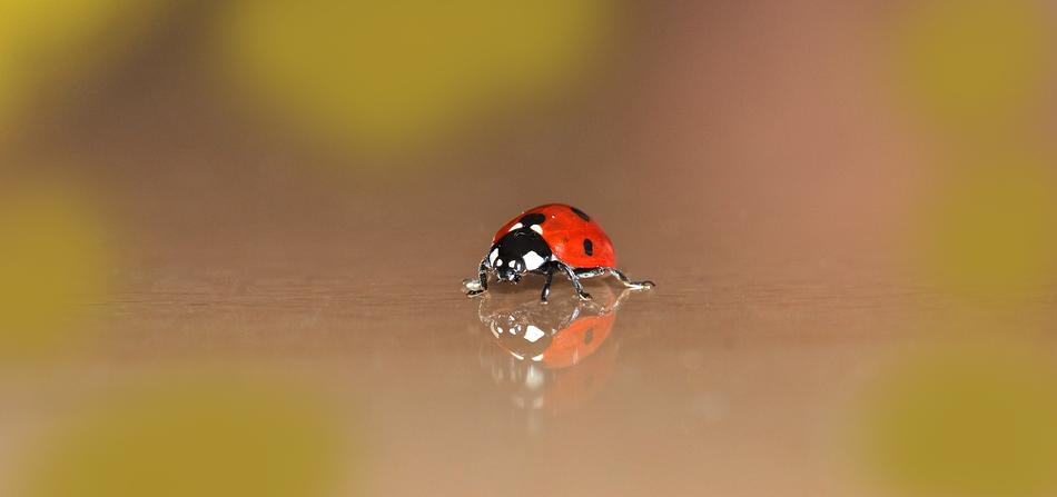 Ladybug Small Beetle